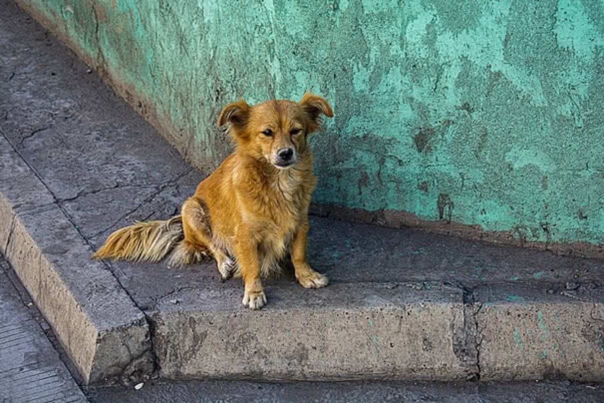 Why Malaysia Animal Charity Groups Matter More Than We Think