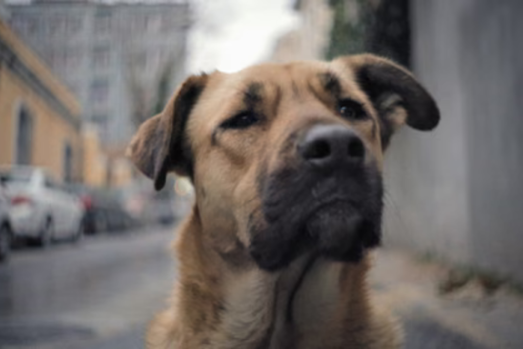 how to become an animal rescue volunteer