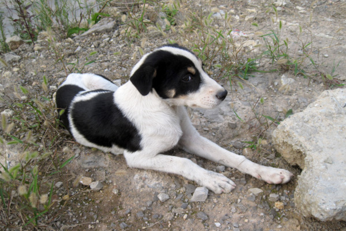 How to Help Stray Dogs – A Malaysian Community View