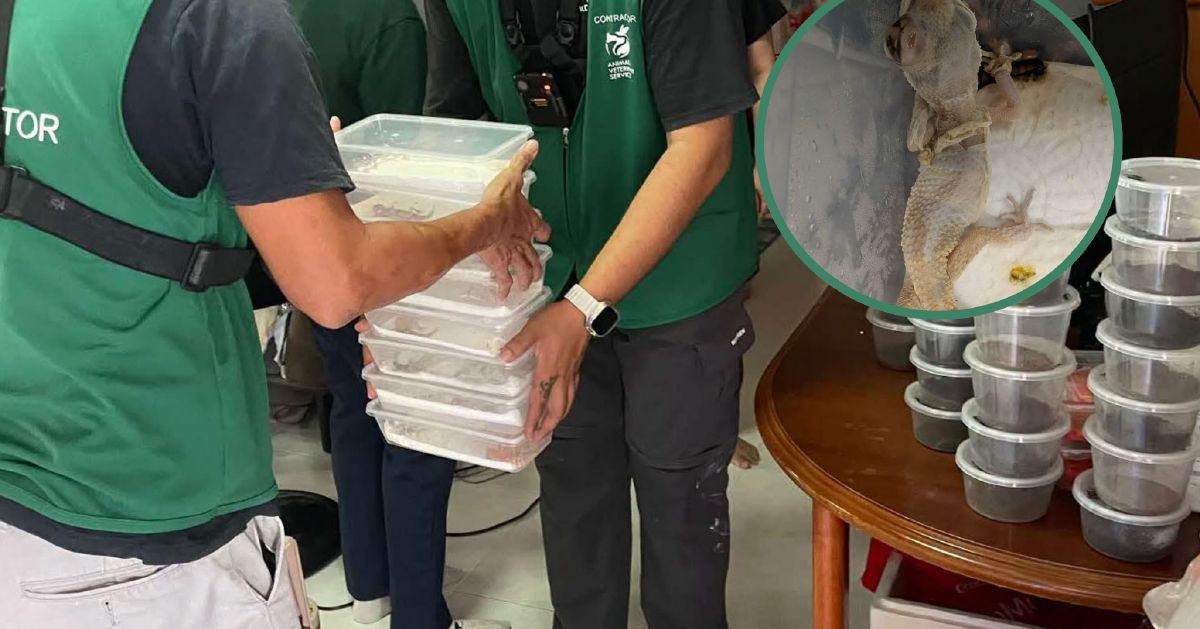 Singapore’s Largest Wildlife Seizure in Years: 101 Illegal Specimens Recovered, 13 Found Dead